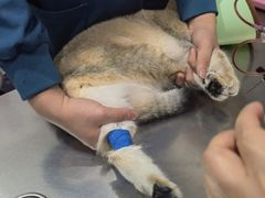 -瑞派名望志远动物医院·猫科·內科·异宠专科(直港大道店)