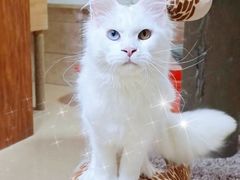 -70cat德文卷毛猫·缅因猫纯种猫舍