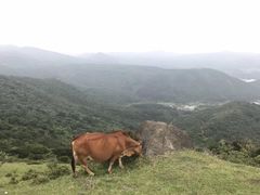 -大姆山草场