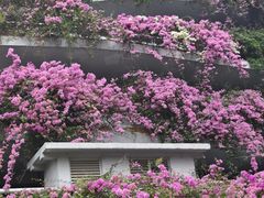 -深圳市中科院仙湖植物园