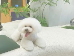 -帕帕拉兹宠物(亚洲旗舰店)