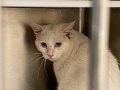 -萌兽医馆·犬猫专科·眼科中心·宠物医院(朝阳门分院)