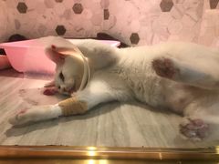 -宠爱国际动物医院·消化内科·心肾内科·ISFM猫友好(望京店)