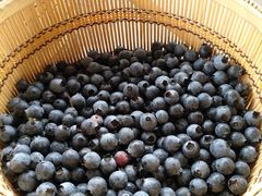 -金谷域澳洲庄园