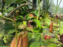 -国家植物园南园