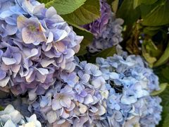 -Blue Concept Cafe&Farm·關於藍