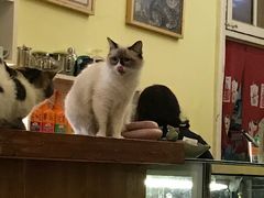 -猫色咖啡·猫咖