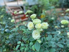 -花之城