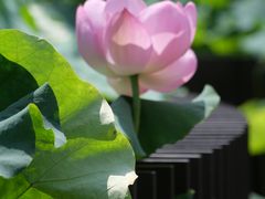 -陈家山荷花公园