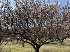 -苏州上方山国家森林公园
