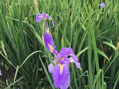 -松山湖梦幻百花洲