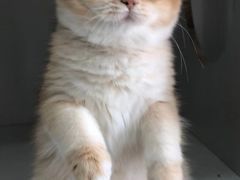 -东方名猫馆·英短金渐层布偶猫舍(环线广场1号楼店)