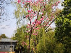 -洛龙公园