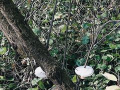 -西湖风景区-江洋畈生态公园