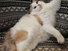 -喵zoo家庭繁育猫舍(尖东智能花园店)