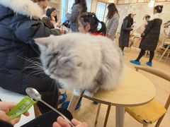 -Let's go狗咖·猫咖·奶狗·桌游(春熙路IFS店)