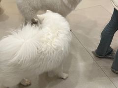 -共舞时光猫咖·狗咖(新街口店)
