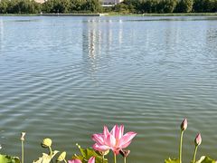 -莲花池公园