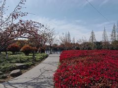 -高东镇樱花园