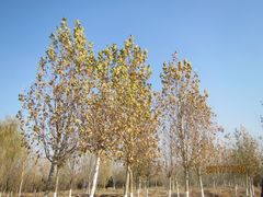 -永定河休闲森林公园