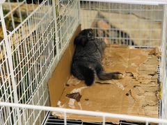 -马陆小张葡萄园农家乐