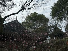 -香雪海