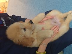 -顺强宠物诊所·狂犬免疫·夜诊·骨科(嘉定店)