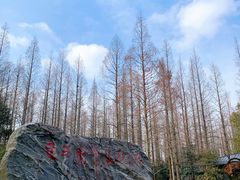 -东平国家森林公园