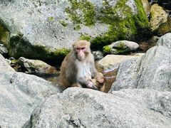 -三峡人家风景区