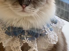 -怪兽屋·羊驼·猫咖·狗咖(俊华广场店)