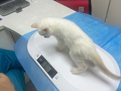 -中农国际动物医院24小时·猫科·骨科·急重症中心