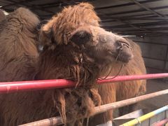 景点-南宫五洲植物乐园