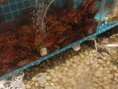 -港畔赶海蒸汽海鲜烧烤自助(仙螺岛店)