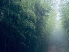 -莫干山风景区