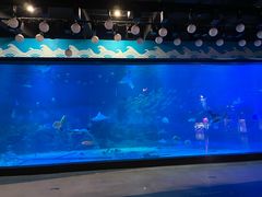 -烟台海昌鲸鲨海洋公园