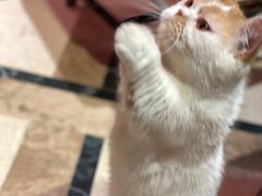 -猫色咖啡·猫咖
