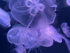 -欢乐海岸海洋奇梦馆