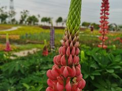 -紫颐香薰山谷景区