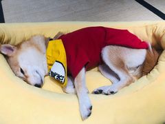 -逗柴咖啡屋·狗咖猫咖宠物桌游