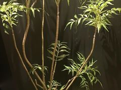 -浩运海鲜·16年专注青岛菜(石老人店)