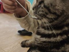 -萌喵咖啡屋(人民东路4号口M16商铺店)