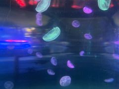 -泉城欧乐堡海洋极地世界
