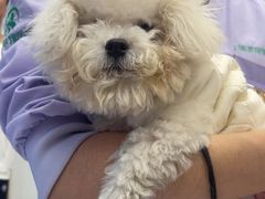 -瑞派康怡24h宠物医院·犬猫医疗中心·微创绝育(瑞景分院)