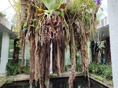 -昆明植物园