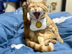 -瑞派动物医院·绝育·犬猫全科·预防医学(光景江南中店)