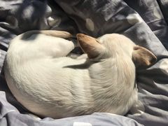 -吉野家(红博中央公园店)