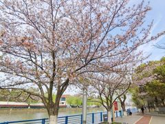 -高东镇樱花园