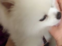 -美联众合动物医院·24h京西诊疗中心