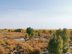 -金塔沙漠胡杨林景区