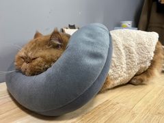 -关爱动物医院·心脏·中兽医·异宠(金牛路分院)